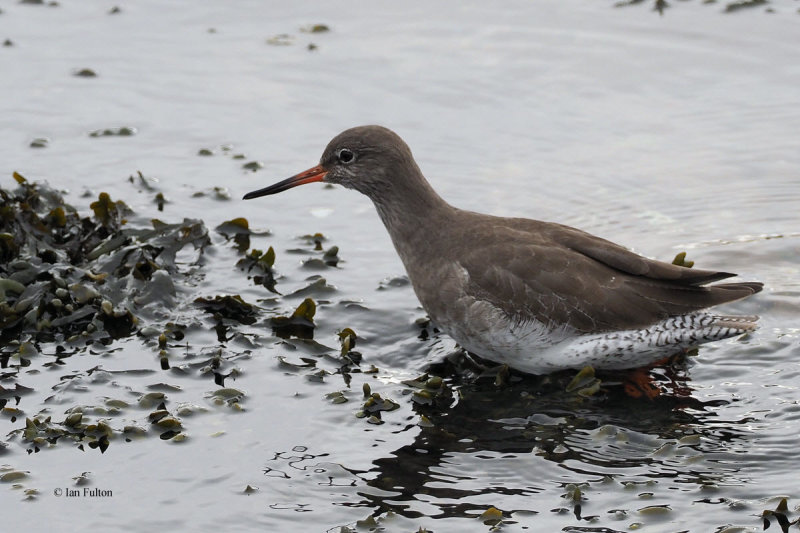 Redshank, Cardwell Bay-Gourock, Clyde