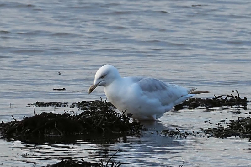 Herring Gull (leucistic), Parklea-Port Glasgow, Clyde