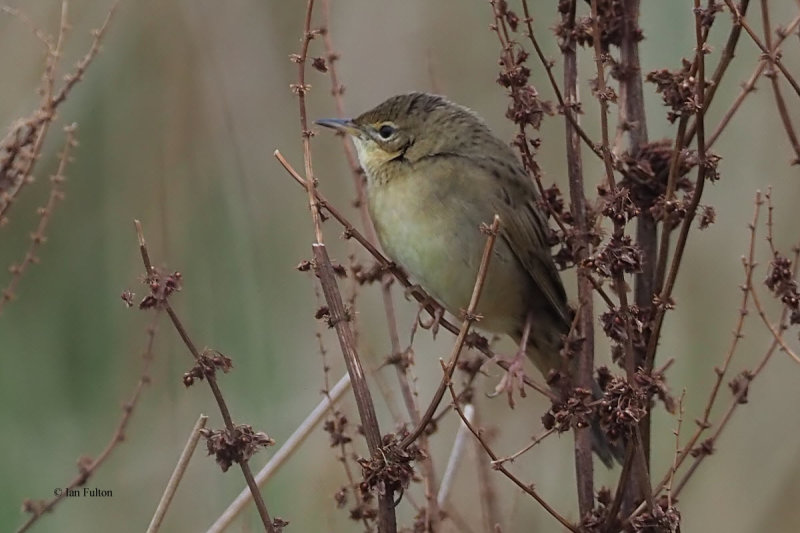 Grasshopper Warbler, Low Mains-Loch Lomond NNR, Clyde