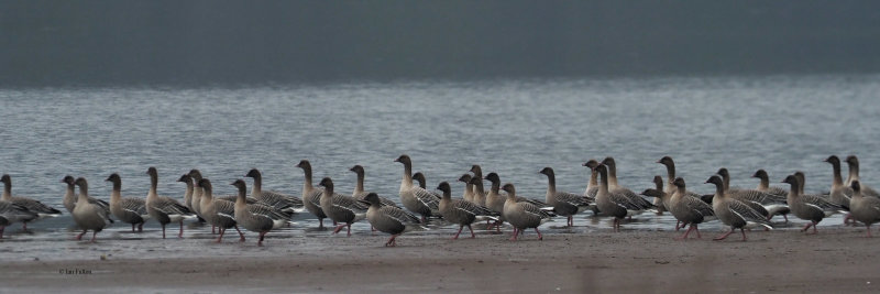 Pink-footed Geese, Ring Point-RSPB Loch Lomond, Clyde
