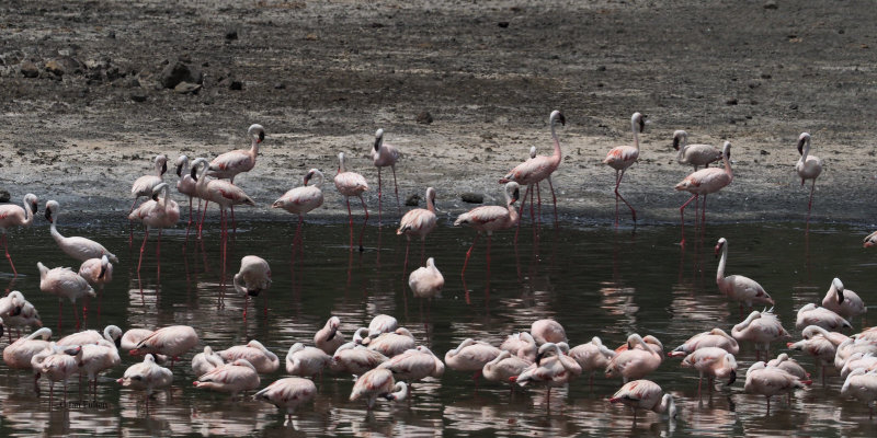 Flamingos at the Large Momella Lake
