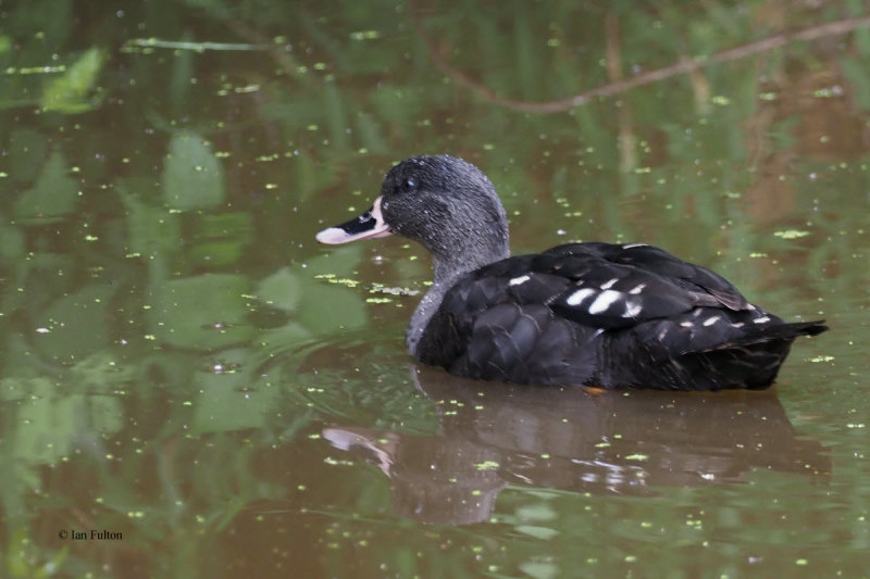 African Black Duck, Ngorongoro crater rim