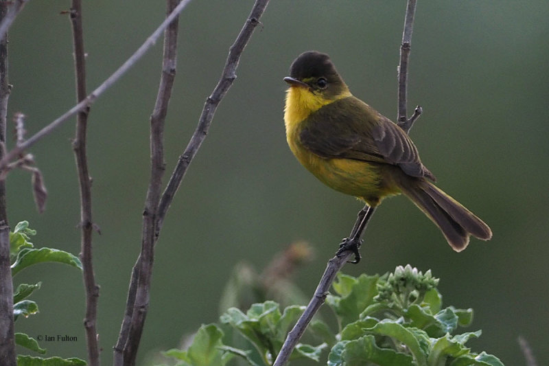 African (Dark-capped) Yellow Warbler, Meru View Hotel