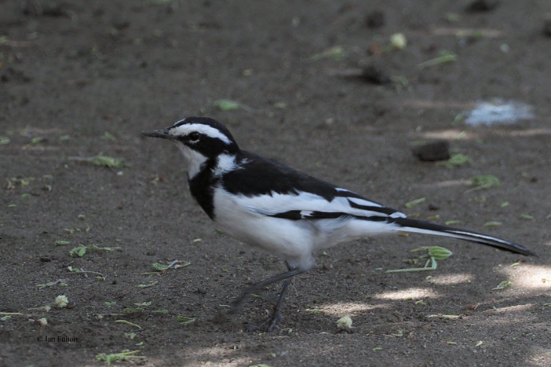 African Pied Wagtail, Lake Manyara NP