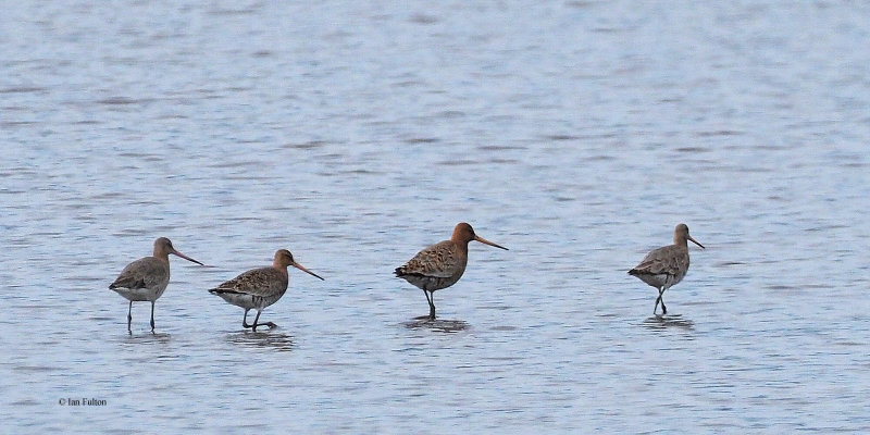 Black-tailed Godwits, Ring Point-RSPB Loch Lomond, CLyde