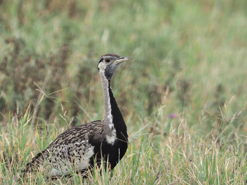Black-bellied Bustard, Ngorongoro Crater