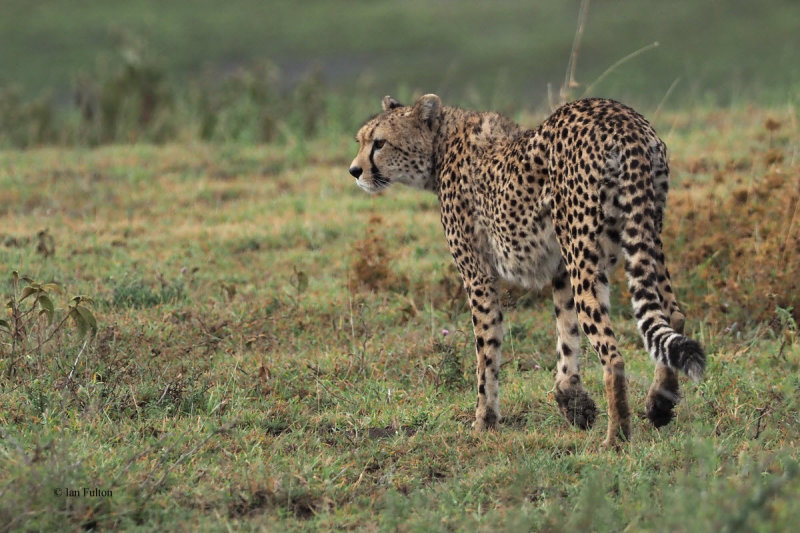 Cheetah, Ndutu-Serengeti