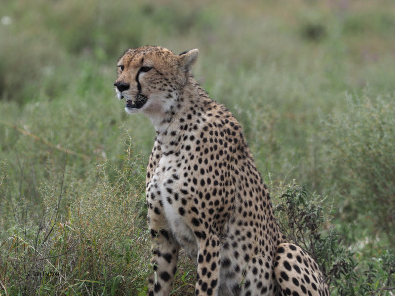 Cheetah, Ndutu-Serengeti