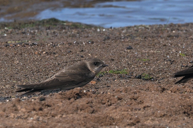 Sand Martin, Ring Point-RSPB Loch Lomond, Clyde