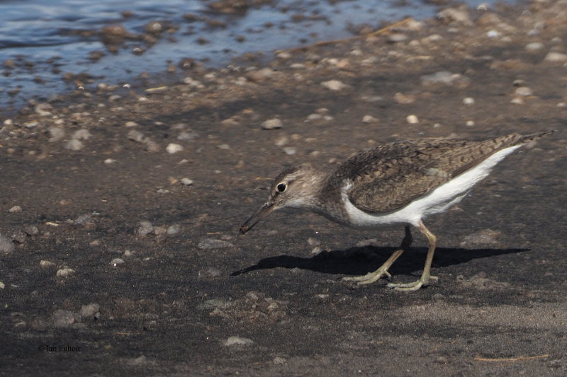 Common Sandpiper, Lake Ndutu