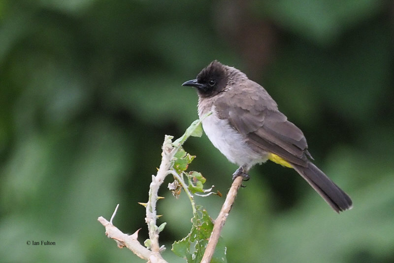 Common Bulbul, Sopa Lodge garden
