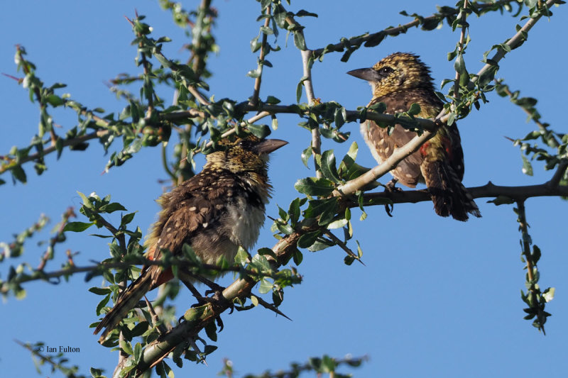 dArnauds (Usambiro) Barbet, Serengeti NP