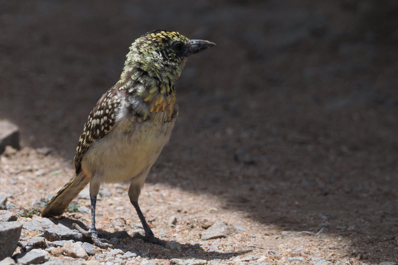 dArnauds (Usambiro) Barbet, Serengeti NP