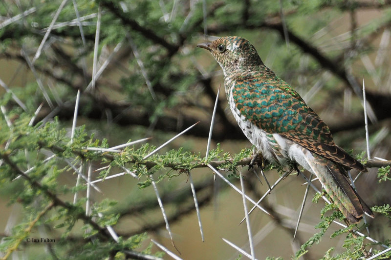 Diederik Cuckoo, Ndutu-Serengeti