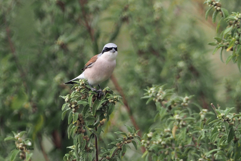 Red-backed Shrike, Ngorongoro crater