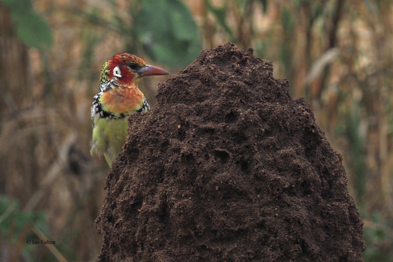 Red-and-yellow Barbet, Tarangire NP
