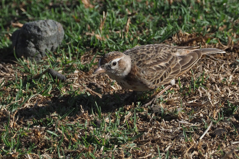 Red-capped lark, lark plains near Mt Meru