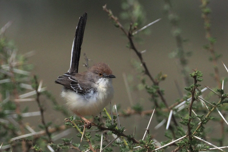 Red-fronted Warbler, lark plains near Mt Meru