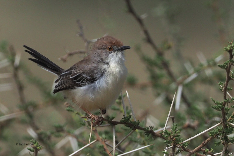 Red-fronted Warbler, lark plains near Mt Meru