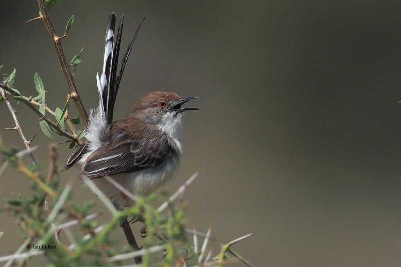 Red-fronted Warbler, lark plains near Mt Meru