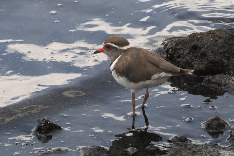 Three-banded Plover, Arusha NP