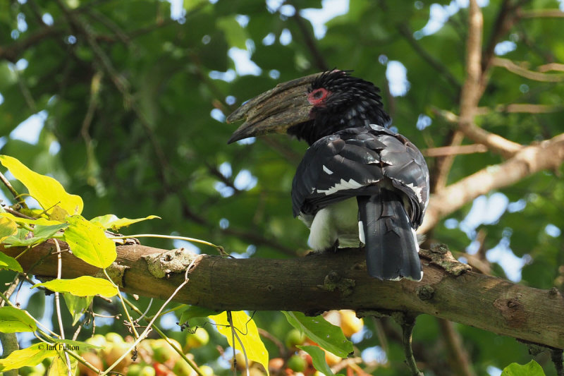 Trumpeter Hornbill, Lake Duluti-Arusha