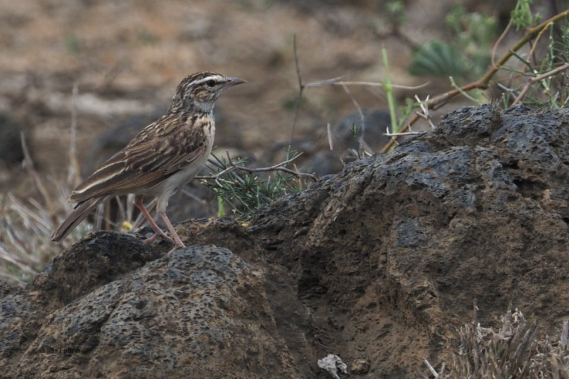 Fawn-coloured (Foxy) Lark, lark fields near Mt Meru