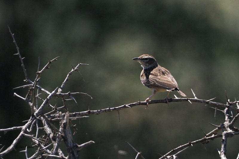 Fawn-coloured (Foxy) Lark, Serengeti NP