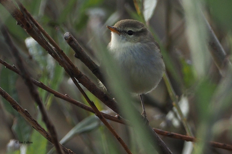 Greenish Warbler, Cunningsburgh, Shetland