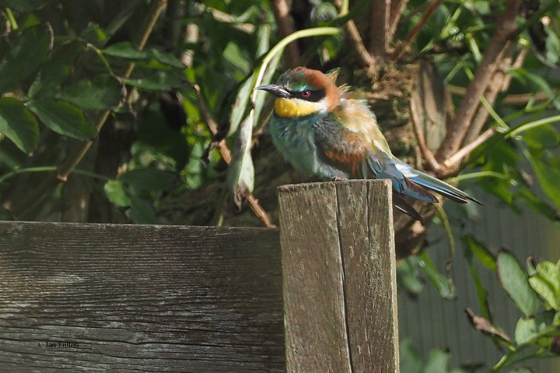 European Bee-eater, Ollaberry, Shetland