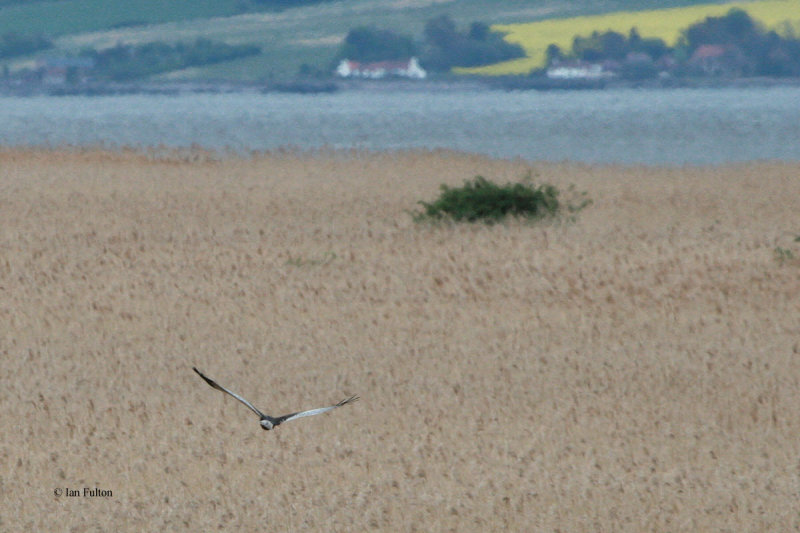 Marsh Harrier, Errol, Perth & Kinross