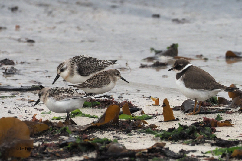 Semipalmated Sandpiper & Sanderling & Ring Plover, Grutness, Shetland