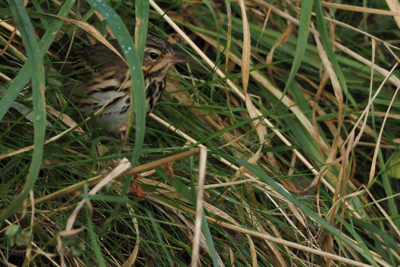 Olive-backed Pipit, Burn of Hoswick, Shetland