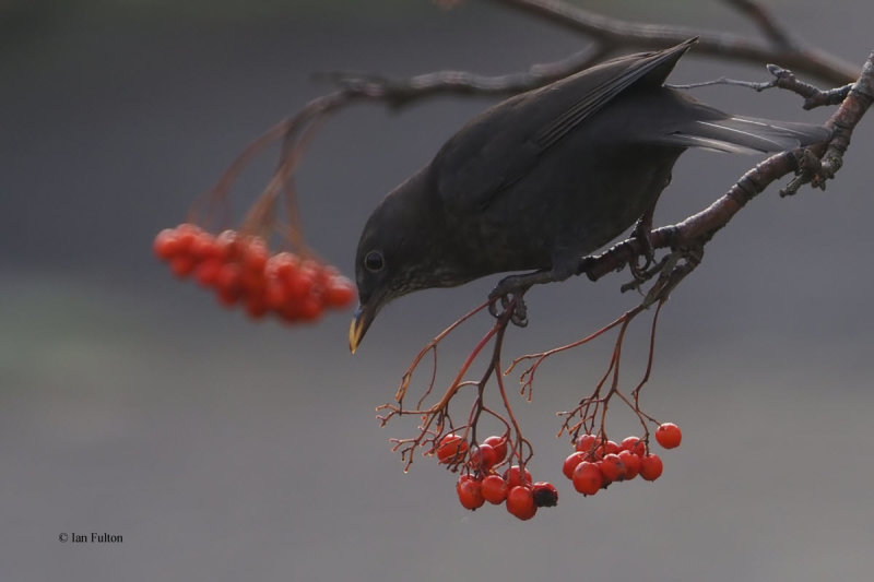 Blackbird, Baillieston, Glasgow