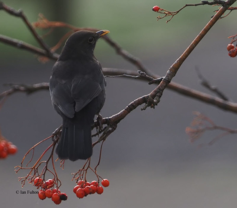 Blackbird, Baillieston, Glasgow