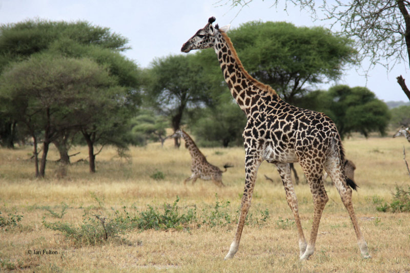 Masai Giraffe, Tarangire NP