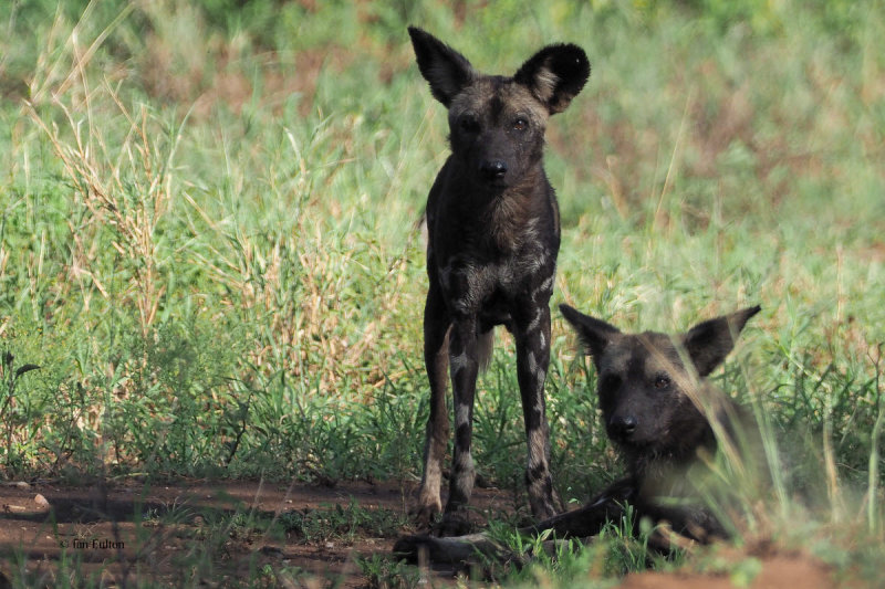 African Painted Wolf, Serengeti NP