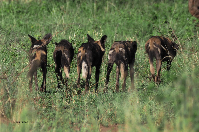 African Painted Wolf, Serengeti NP