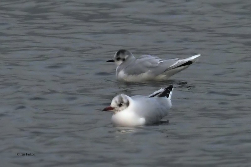 Little Gull, Cardwell Bay-Gourock, Clyde