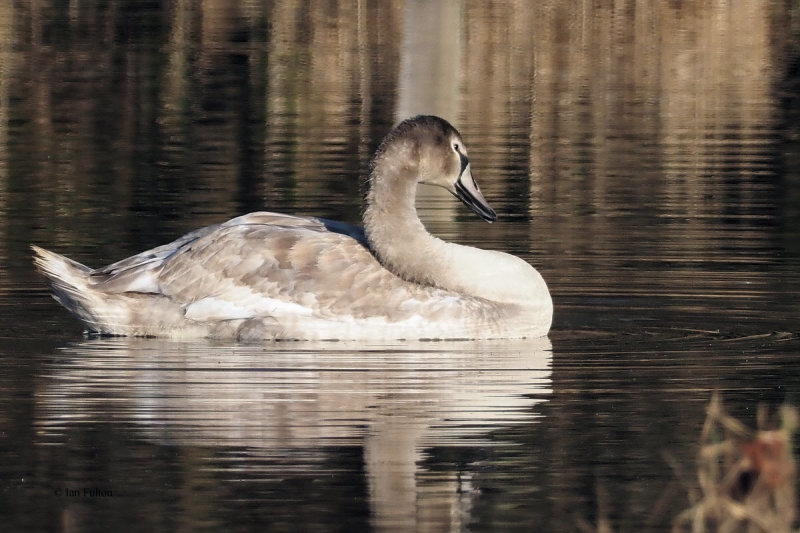 Whooper Swan, RSPB Barons Haugh, Clyde