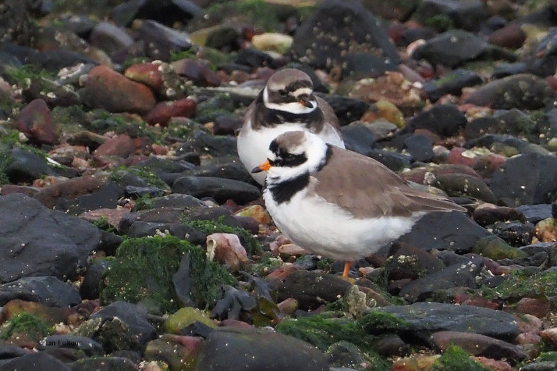 Ringed Plover, Battery Park-Greenock, Clyde