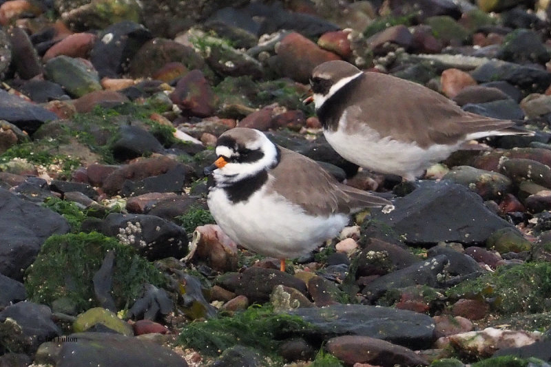 Ringed Plover, Battery Park-Greenock, Clyde