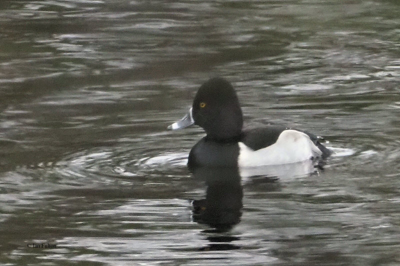 Ring-necked Duck, Mugdock Loch, Clyde