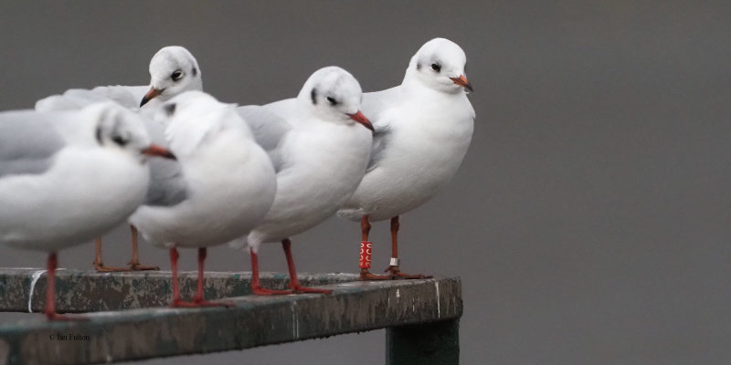 Black-headed Gull, Strathclyde Loch, Clyde