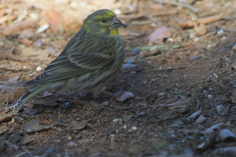 Serin, Pealajo