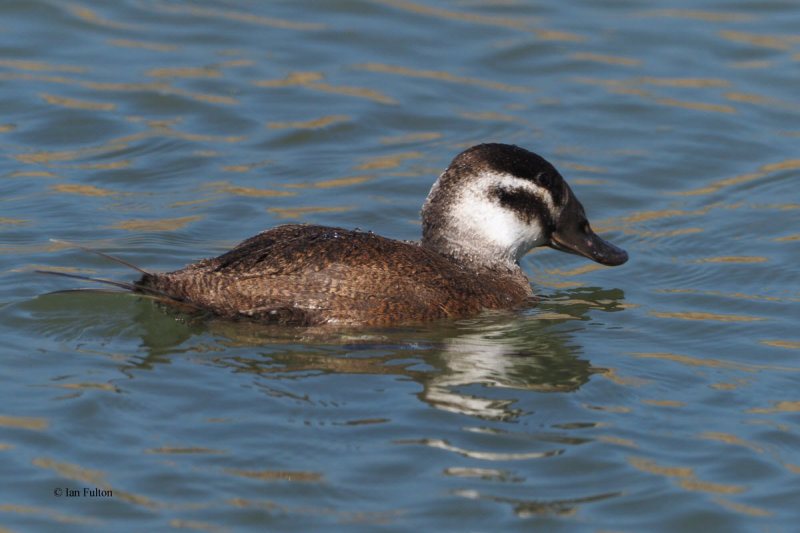 White-headed Duck, Parq Nacional de las Tablas de Daimiel