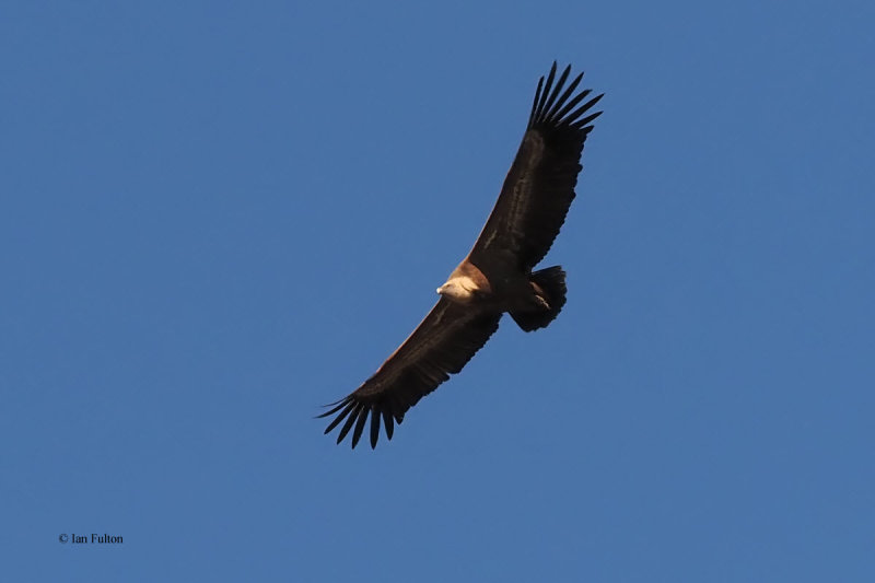 Griffin Vulture, Pealajo