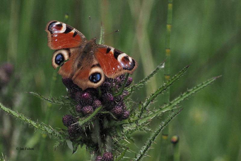 Peacock, RSPB Loch Lomond, Clyde