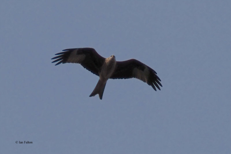 Red Kite, Wards-RSPB Loch Lomond, Clyde