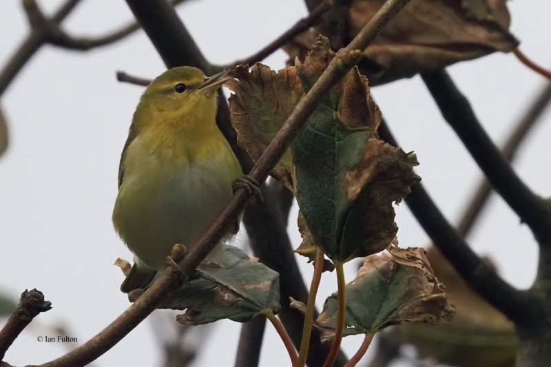 Tennessee Warbler, Burravoe-Yell